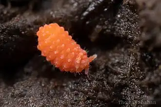 Description de l'image Orange neanurid springtail - Vitronura(^) - Oklahoma - Flickr - Thomas Shahan 3.jpg.