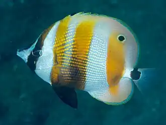 Description de l'image Orangebanded coralfish (Coradion chrysozonus) (41904795231).jpg.