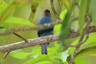 Sucrier de la Jamaïque (Euneornis campestris)