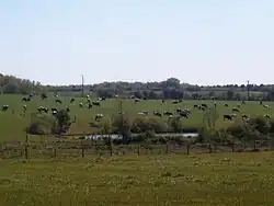 Photographie en couleurs d'un troupeau de bovins dans des prés limités par des haies et des bosquets.