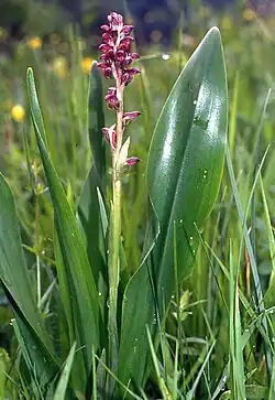 Orchis à odeur de punaise(Anacamptis coriophora)