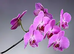 Phalaenopsis cultivar majenta. Mai 2023.