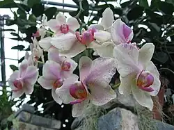 Des orchidées dans l'une des serres principales.