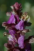 Orchis spitzelii