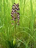 Orchis purpurea: vue générale