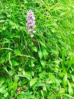 Orchis de Savoie(Dactylorhiza savogiensis), rare et de description récente.