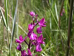 Fleurs d'Orchis à fleurs lâches.