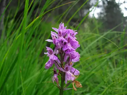 Orchis maculé Dactylorhiza maculata.