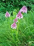 Un orchis pyramidal sur les bandes d'herbes bordant la route à Ausson, en France.