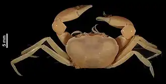 Description de l'image Orcovita gracilipes (MNHN-IU-2008-11282) 002.jpeg.