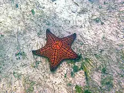 Spécimen à arêtes sombres