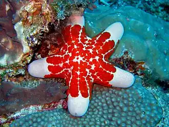 Choriaster granulatus, une Valvatida
