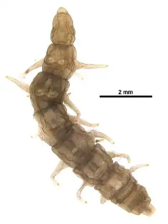 Description de l'image Oreoleptis torrenticola.jpg.