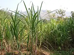 Canne à sucre (Saccharum officinarum, Panicoideae).