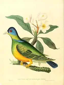 green pigeon and cur champhah of the concan