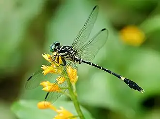 Description de l'image Orientogomphus indicus 80415018.jpg.