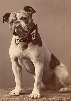 Original Handsome Dan (vers 1889), mascotte de l'équipe de football de l'université de Yale