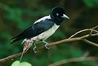 Description de l'image Oriolus mellianus 64974933 (cropped).jpg.