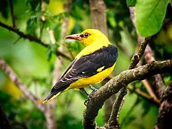 Oriolus oriolus - mâle