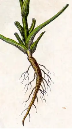 Illustration d'une racine pivotante brune.