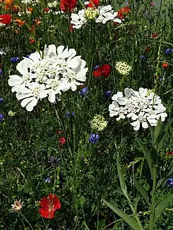 Photographie de fleurs blanches, rouges, oranges et bleues entremêlées sur fond vert.