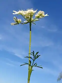 Photographie en couleur de la partie aérienne fleurie sur fond de ciel bleu azur.