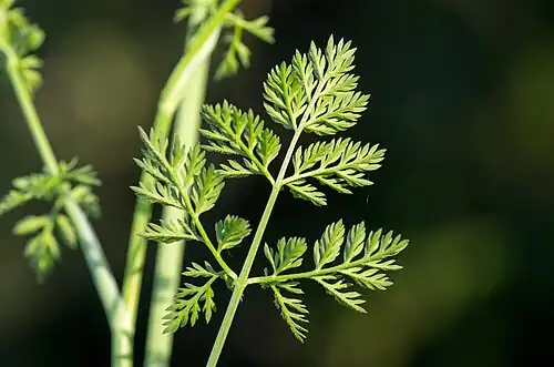 Photographie en couleur en gros plan d'une feuille verte très découpée pédonculée sur fond vert.