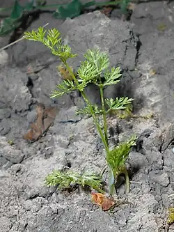 Jeune plante vert clair sans hampe florale ni fleurs poussant dans un terrain sec et argileux.