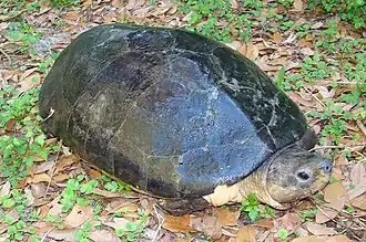 Description de l'image Orlitia borneensis.jpg.