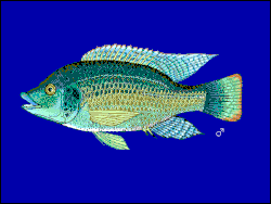 Tilapia du Mozambique (Oreochromis mossambicus).