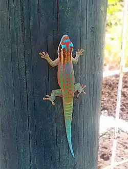 Phelsuma ornata