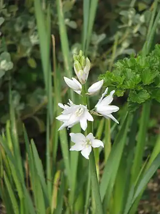 Description de l'image Ornithogalum reverchonii (13611718753).jpg.