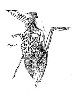 L'empreinte du fossile dessinée par Georges Cuvier (1812).