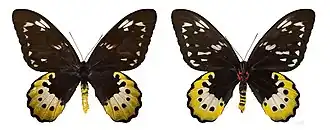 Troidini - Troides goliath