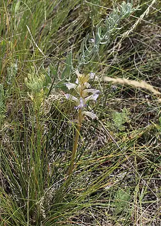 Description de l'image Orobanche cumana 31485744.jpg.
