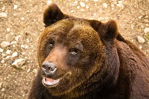Ursus arctos marsicanus.