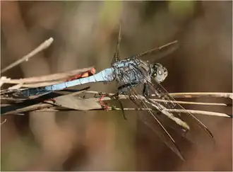 Description de cette image, également commentée ci-après