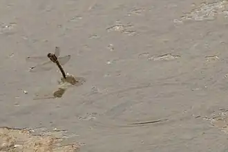 Orthetrum cancellatum - femelle en train de pondre.