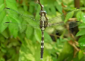 Description de cette image, également commentée ci-après