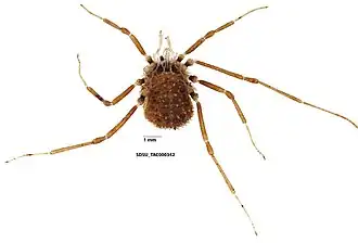 Description de l'image Ortholasma coronadense Cockerell, 1916 (SDSU TAC000342).jpg.