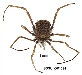 Description de l'image Ortholasma levipes Shear & Gruber, 1983 (SDSU OP1094) 001.jpg.