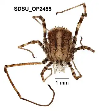 Description de l'image Ortholasma pictipes Banks, 1911 (SDSU OP2455) 002.jpg.