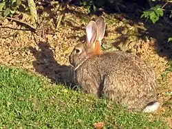 Un lapin beige chiné de gris, avec une queue blanche, des yeux noirs et des grandes oreilles