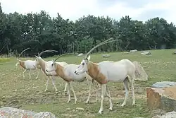 Des oryx algazelle.