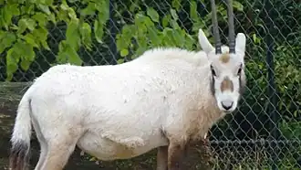 Ménagerie du jardin des plantes - Paris/France.