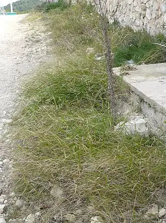 Description de l'image Oryzopsis miliacea camí Canyelles.jpg.