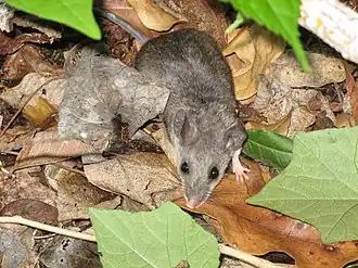 Description de l'image Osgoodomys banderanus banderanus 327171.jpg.