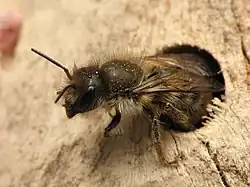 Une abeille maçonne (ici Osmia cornifrons (en)) explorant une cavité.
