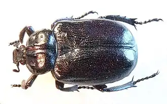 Photographie d'un scarabée.