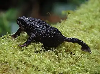 Description de l'image Osornophryne percrassa (24191397144).jpg.